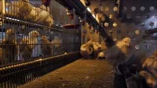 Pullet rearing 20 Train them like a pro [upl. by Haldan]