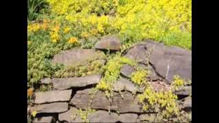 How to  Sedums Grow on Stone Walls [upl. by Soisanahta560]