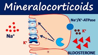 Mineralocorticoids  Fludrocortisone [upl. by Eisdnil]