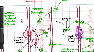 Ultrarresumen Antiagregantes anticoagulantes fibrinolisis [upl. by Ithsav]