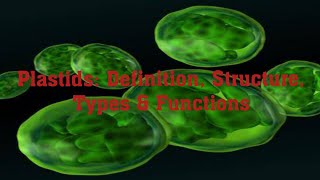 Plastids  Types Of Plastids  Chloroplast structure and functions  Leucoplasts  Chromoplasts [upl. by Nerahs]