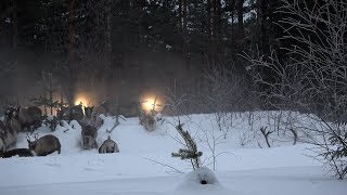 REINDEER HERDER LIFE RANGSJÖMON  SOLLEFTEÅGÅLSJÖBRUK [upl. by Korey]