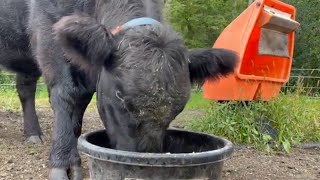 How to Tame a Belted Galloway Cow  Belted Galloway Homestead [upl. by Ovid614]