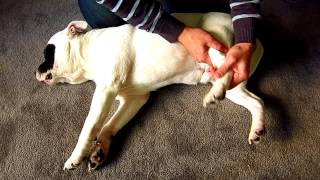 How to perform examination on your dog when hes lame  limping  holding one leg up Teneriffe Vet [upl. by Entwistle]