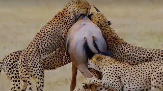 5 cheetahs failed to take down 1 wildebeest animals [upl. by Cornelie838]