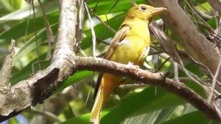 Aves de Yucatán [upl. by Catharina392]