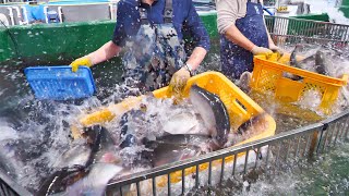 노르웨이산 연어는 그만 국내 유일  연간100톤 출하 하는 연어양식장  The whole Process of an Amazing Salmon farm  Korean food [upl. by Eintirb321]