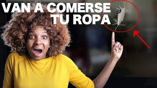 Como ELIMINAR polillas y larvas de casa ❌🏡 9 TRUCOS para LOGRARLO [upl. by Elspeth570]