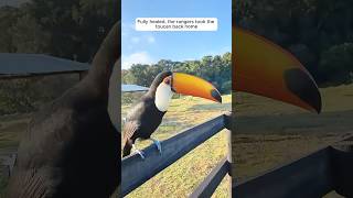 This toucans healing journey will move you to tears shorts [upl. by Leveridge709]