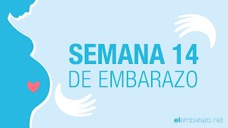 Semana 14 de embarazo  14 semanas de embarazo  El embarazo semana a semana [upl. by Britt]