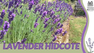 LAVENDER HIDCOTE Information Description amp More Lavandula angustifolia [upl. by Honor101]