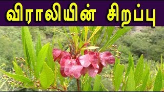 dodonaea viscosa விராலியின் மருத்துவம் viraali medicine [upl. by Mojgan]