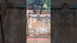 Wild Monkey Fights for Territory 🙉🔥shorts monkey animals fight monkeys bandar monkeyvideo [upl. by Singhal]