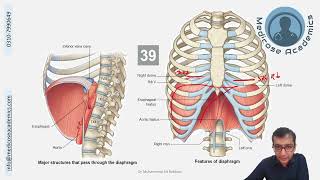 Diaphragm [upl. by Eirovi]