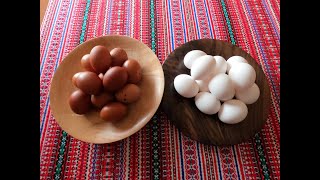 French Black Copper Maran Chicken EggsFarm VS Store Bought [upl. by Yrian594]