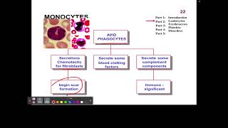 CH14 7 Leukocytes Monocytes [upl. by Stinson]