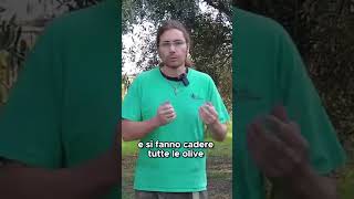 Come usare lABBACCHIATORE per raccogliere le OLIVE  GUARDA IL VIDEO COMPLETO [upl. by Dammahum543]