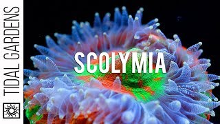 Scolymia Coral Care Tips [upl. by Finnigan989]