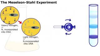 The Meselson and Stahl Experiment [upl. by Acinoj760]