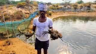 MUD CRAB FARMING [upl. by Sacken440]