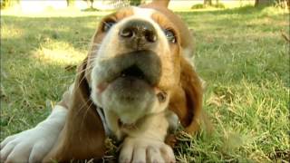 Homer The Basset Hound Puppy Is Way Too Cute [upl. by Chaffin]