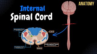 Internal Spinal Cord Gray Matter White Matter Funiculus  Anatomy [upl. by Beaver]