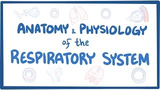 Anatomy and physiology of the respiratory system [upl. by Enar825]