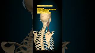 Sternocleidomastoid Muscle humananatomy shoulder anatomy motivation [upl. by Assiron]