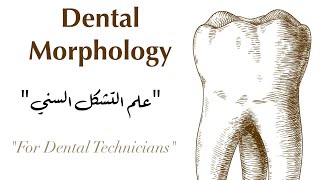 mandibular premolars [upl. by Macfadyn71]