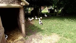 Ducks bullying another duck Bedes world Jarrow hall Ganging up on a duck [upl. by Ahsead]