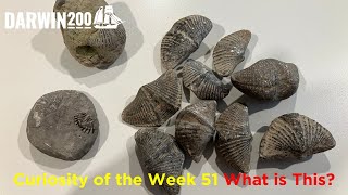 Curiosity of the Week 51 – What is this Segment from Worlds Most Exciting Classroom Ep 51 [upl. by Carli]