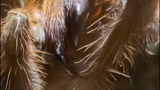 A Tarantula Preening  Theraphosa Apophysis [upl. by Airotkiv]