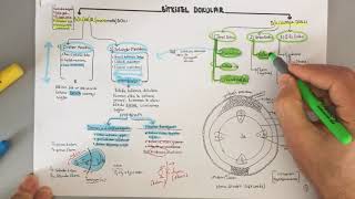 BİTKİSEL DOKULAR bölüm 1 [upl. by Valentia863]