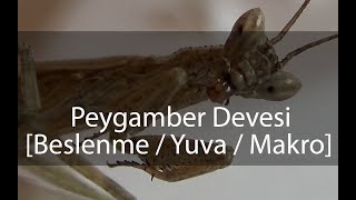 Peygamber Devesi  Mantis Göndermişler  Besleme  Basitçe Yuva [upl. by Eveiveneg346]