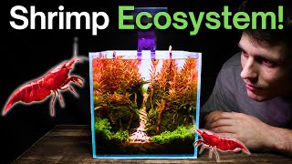 I Made a Nano Shrimp Aquarium Here’s How [upl. by Karub]