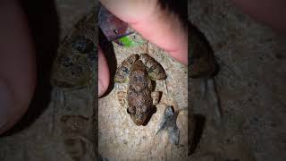 Boing Boing big frog funny  Catch a frog flying funny  Animal funny video [upl. by Blackstock]