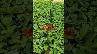 Japanese Red Diamond Guava Plants available low price milega Call me 9564629142 [upl. by Afnin]