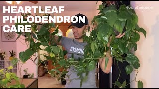 Heartleaf Philodendron Care [upl. by Giarg]