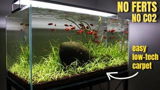 SIMPLE AF  LowTech Planted Aquarium  Aquascaping [upl. by Mailliwnhoj953]