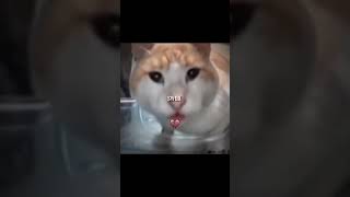 Mewing Cat 🤫🧏🏻‍♂️ shortsvideo capcut [upl. by Runstadler]