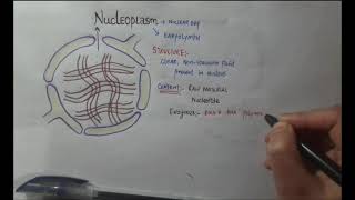 NUCLEOPLASM STRUCTURE FUNCTION [upl. by Flavian]