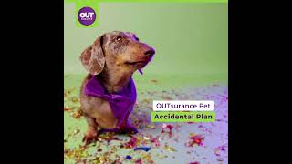 OUTsurance Pet  Worsies [upl. by Nlocnil]