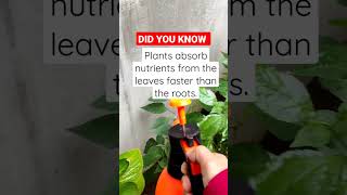 Foliar Fertilizer Application  Did You Know [upl. by Acirej]