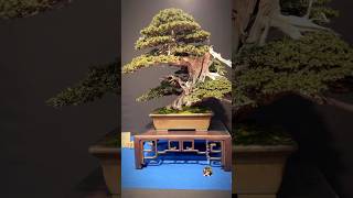 Taxus Baccata  Trophy Bonsai Show bonsai bonsaitree bonsaishow bonsaipot tree bonsaifamily [upl. by Heurlin729]