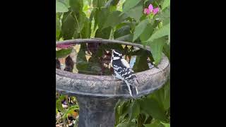 Downy Woodpecker [upl. by Iramo740]