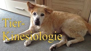 🌞Kinesiologie Hund  Muskeltest Austesten der richtigen Medizin [upl. by Petit]