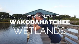 Things to do in Delray Beach Florida  Wakodahatchee Wetlands [upl. by Lusar]