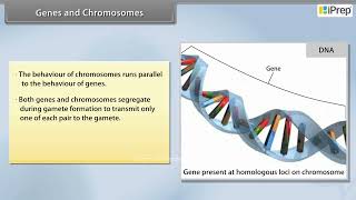 Genes and Chromosomes  Principles of Inheritance and Variation  Biology  Class 12th iPrep [upl. by Noed]