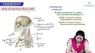 Cervical fascia and spaces  Head and Neck Anatomy  MBBS Lecture [upl. by Christi405]