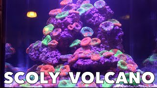 Scoly Coral Volcano Mind Blowing HD [upl. by Undine]